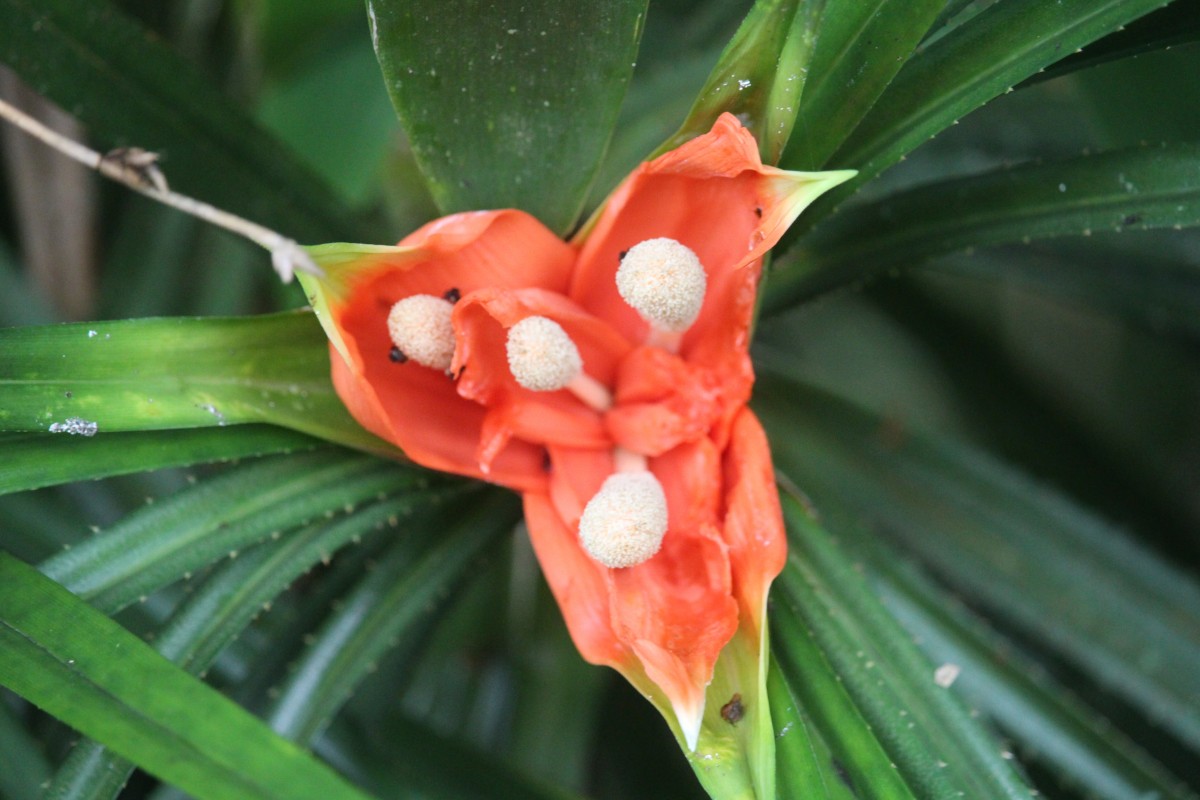 Freycinetia walkeri Solms
